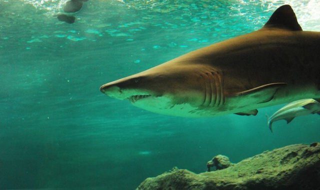 Учёные объяснили, почему акулы нападают на серферов