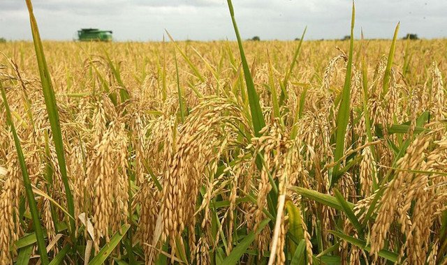Глава Туркменистана поручил обеспечить производство высокого урожая риса