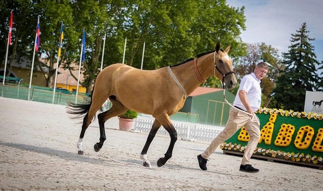 Туркменские ахалтекинские скакуны блеснули на чемпионате Европы в Венгрии