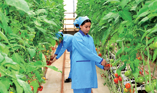Современные теплицы стали неотъемлемой частью сельского хозяйства Туркменистана