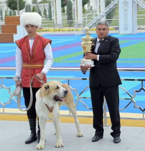 https://vestiabad.ru/news/1524/turkmenistan-shiroko-otmetil-prazdnik-turkmenskogo-alabaya