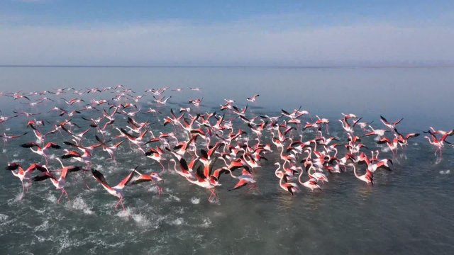 На туркменском побережье Каспия началась миграция перелетных птиц