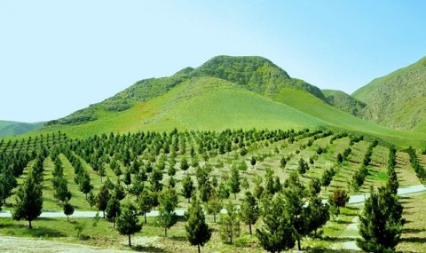 https://vestiabad.ru/news/2875/turkmenistan-prodolzhit-raboty-po-obustroistvu-lesopitomnikov