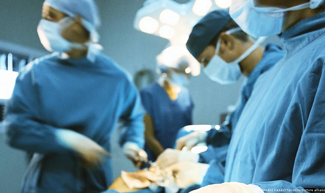 В Японии планируют трансплантацию клеток поджелудочной от свиньи к человеку