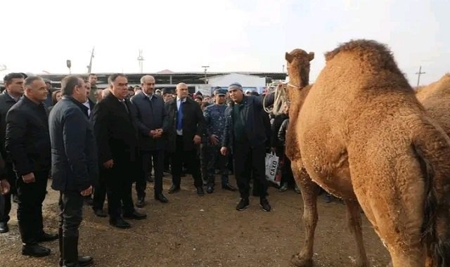 В Согдийской области Таджикистана прошла выставка породистого крупного рогатого скота