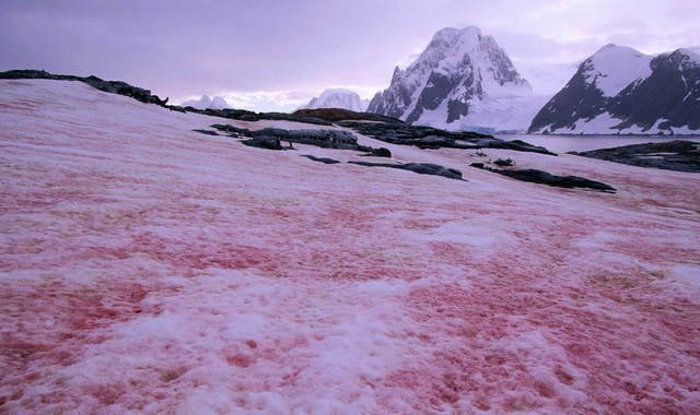 Ученые зафиксировали активное цветение красных водорослей на ледниках Горного Алтая