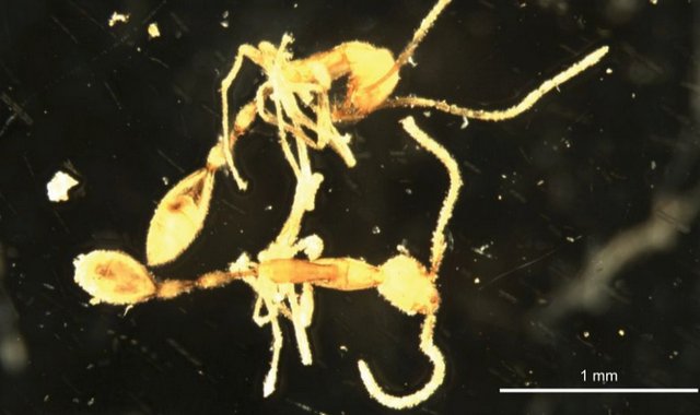 Новый вид муравьев Leptanilla voldemort обнаружен в глубинах западной Австралии