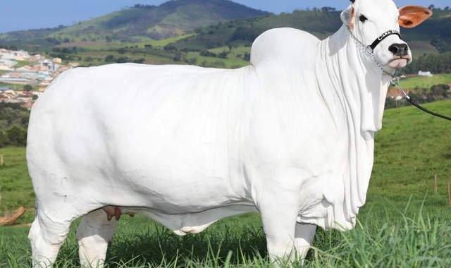 В Бразилии продана самая дорогая корова в мире