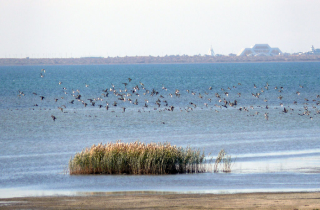 В Туркменистане отмечают значимость водно-болотных угодий для экосистемы