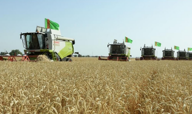 На севере Туркменистана ведётся подготовка к приёму урожая пшеницы
