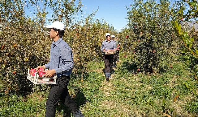 Садоводы этрапа Махтумкули начали сбор урожая уникальных гранатов Сумбара