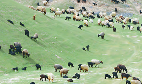 https://vestiabad.ru/news/7703/v-maryiskom-velayate-turkmenistana-vedutsya-raboty-po-zagotovke-kormov-dlya-skota