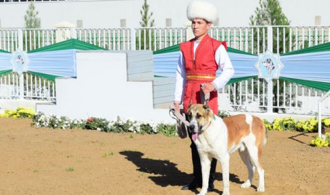 https://vestiabad.ru/news/7699/prezident-turkmenistana-anonsiroval-konkurs-v-chest-turkmenskih-alabaev