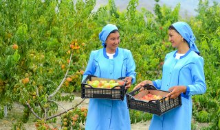 Частное хозяйство в Туркменистане планирует увеличить урожай фруктов