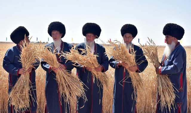 В Туркменистане приступили к жатве пшеницы