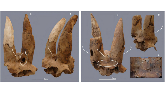 Ученые обнаружили древнейшие модифицированные рога домашнего скота