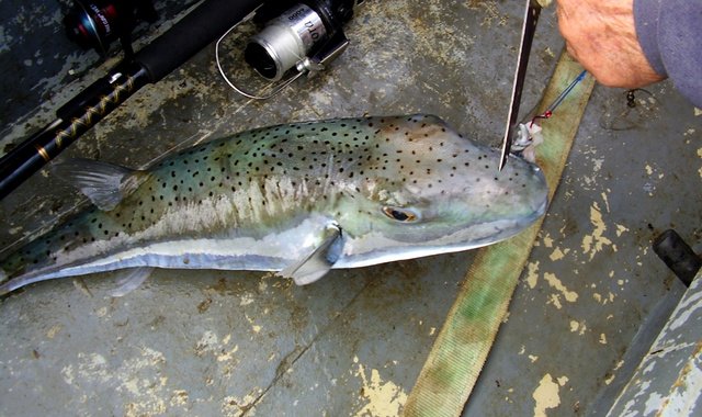 Самую опасную рыбу в мире поймали у берегов Хорватии