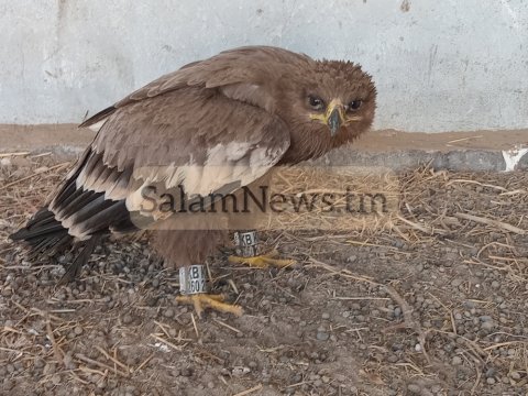 https://vestiabad.ru/news/1727/v-turkmenistane-spasli-krasnoknizhnogo-stepnogo-orla-priletevshego-iz-kazahstana