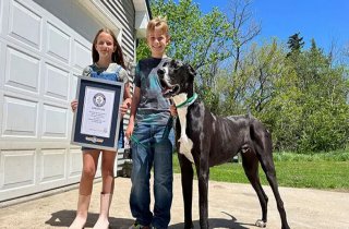 Самая высокая собака в мире скончалась вскоре после установки рекорда