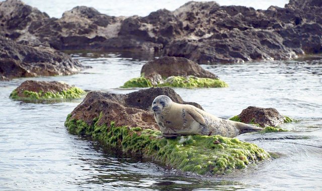 В туркменском побережье Каспия зафиксировали первых в этом году тюленей