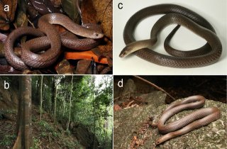 В Таиланде обнаружили новый вид змей с «кинжалоподобными» клыками