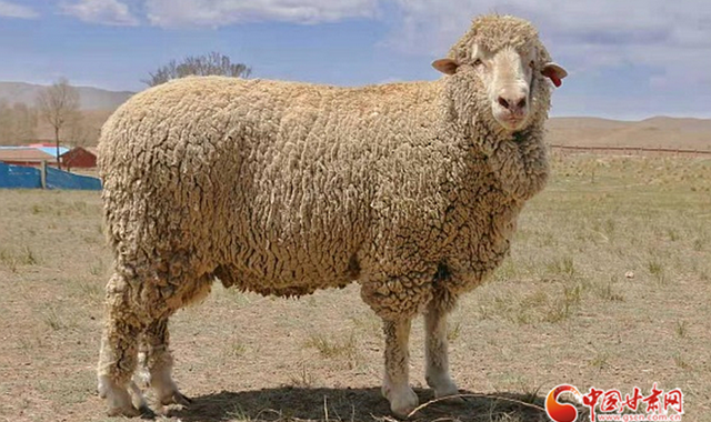 В Китае выведена новая гибридная порода овец