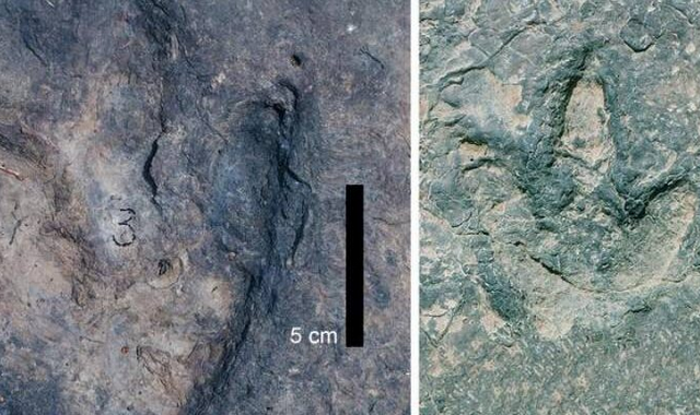 Идентичные следы динозавров обнаружены по обе стороны Атлантического океана