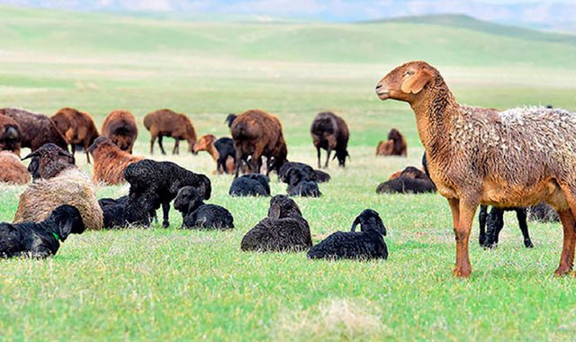 Животноводы западного региона Туркменистана успешно провели окотную кампанию