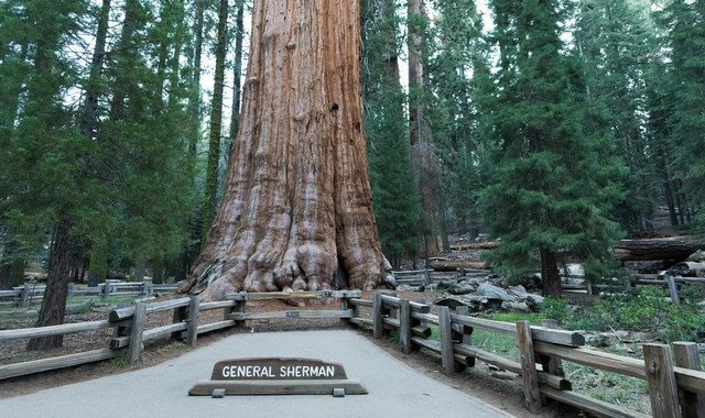 Альпинисты впервые покорили самое высокое дерево в мире - Генерал Шерман