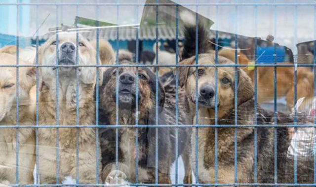 Блогерша освободила десятки собак из карантина по бешенству и выпустила их в Анкаре