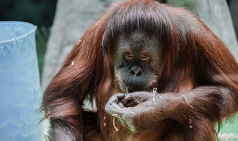 https://vestiabad.ru/news/4543/63letnyaya-samka-orangutana-otmetila-svoi-den-rozhdeniya