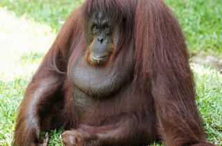 Малайзия планирует внедрить «дипломатию орангутангов»