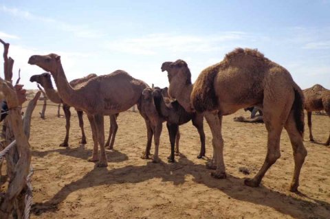 https://vestiabad.ru/news/407/v-turkmenystane-nameren-uvelychyt-proyzvodstvo-yzdelyi-yz-verbliuzhei-shersty